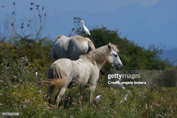 isola della cona - isola stock pictures, royalty-free photos & images