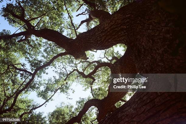 giant trees and leaves - new taipei city stock-fotos und bilder