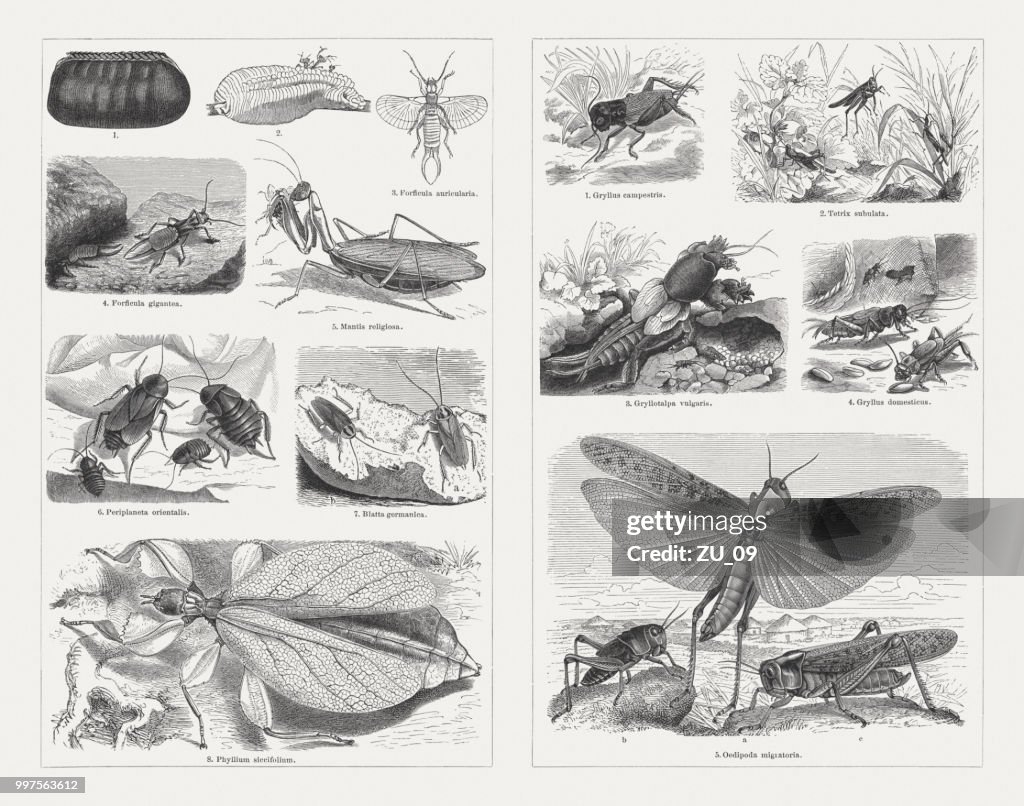 Orthoptera, wood engravings, published in 1897