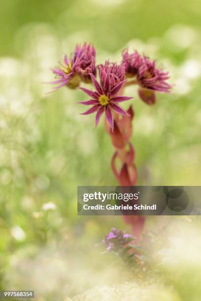 sempervivum montanum - sempervivum montanum stock pictures, royalty-free photos & images
