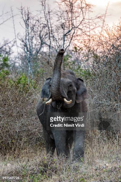 low light tusker dust bathing - tusker stock pictures, royalty-free photos & images
