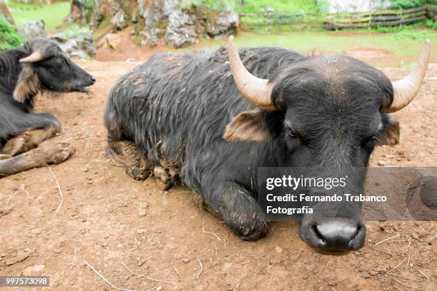 indian gaur - fotografía stock pictures, royalty-free photos & images