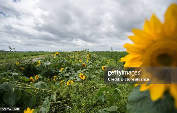 Dark clouds can be seen on the sky beyond a field of sunflowers near Ilsede, Germany, 28 July 2017. Photo: Silas Stein/dpa