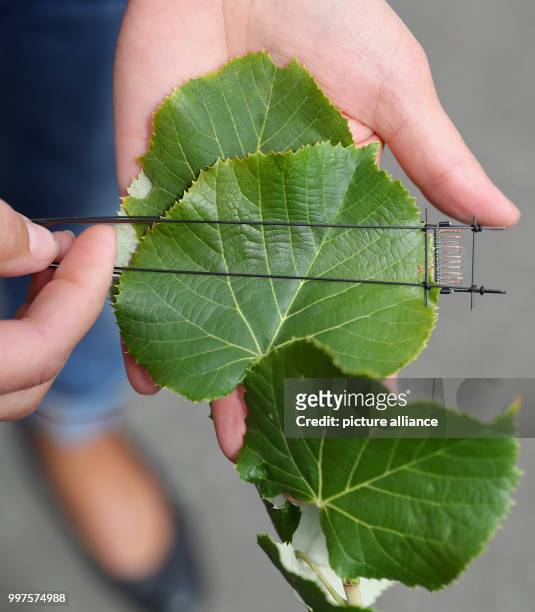 Leave temperature sensore is fixed to a leave of a silver lime in Wuerzburg, Germany, 28 July 2017. In future there will be - among others - less...