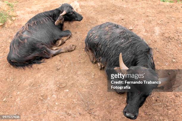 indian gaur - fotografía stock-fotos und bilder