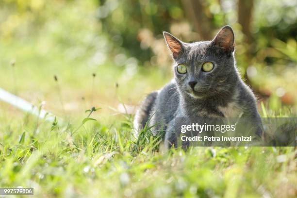 little hawaiian princess - petra invernizzi stock pictures, royalty-free photos & images