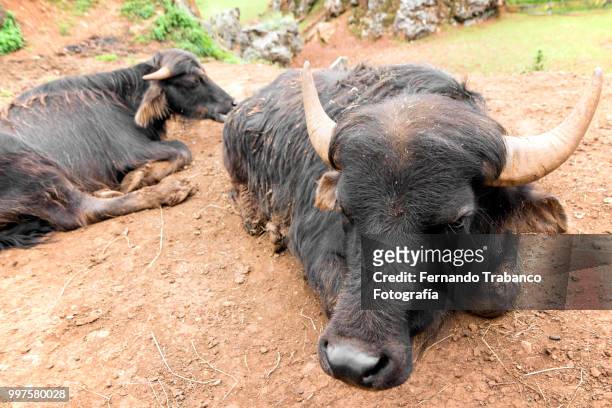 indian gaur - fernando trabanco stock pictures, royalty-free photos & images
