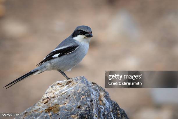 southern grey shrike  (lanius meridionalis) - shrike stock pictures, royalty-free photos & images