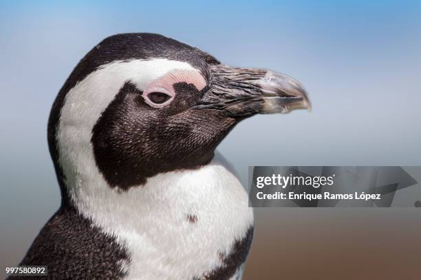 black and white bird on defocused background - black bird stock pictures, royalty-free photos & images