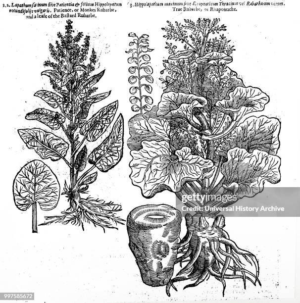 True Rhubarb and Monks Rhubarb and leaf of Bastard Rhubarb . The roots were used as a purgative. From John Parkinson, Theatrum Botanicum or The...