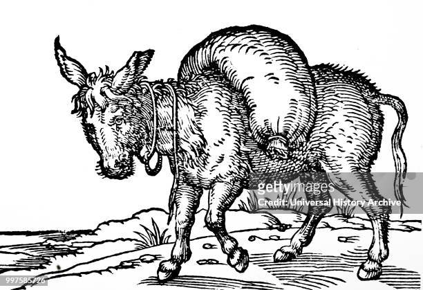 Woodcut illustration of a Donkey being used to carry farming goods. Dated circa 1582.