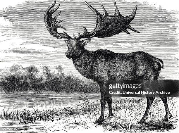 Engraving depicting an Irish Elk, an extinct species of deer in the genus Megaloceros and is one of the largest deer that ever lived. Dated 19th...