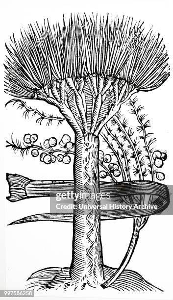 Woodblock engraving depicting a Dracaena Draco: the Dragon Tree. Dated 17th century.