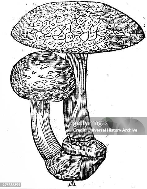 Engraving depicting a Amanita Muscaria , a basidiomycete mushroom. Dated 17th century.