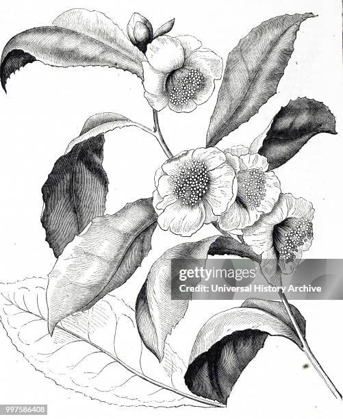Engraving depicting a sprig of camellia sinensis a species of evergreen shrub or small tree whose leaves and leaf buds are used to produce tea. Dated...