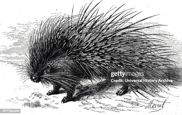 Engraving depicting a porcupine Porcupines are rodentian mammals with a coat of sharp spines, or quills, that protect against predators. Dated 19th...