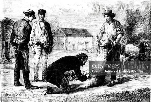 Engraving depicting a sheep being inoculated against anthrax. Dated 19th century.