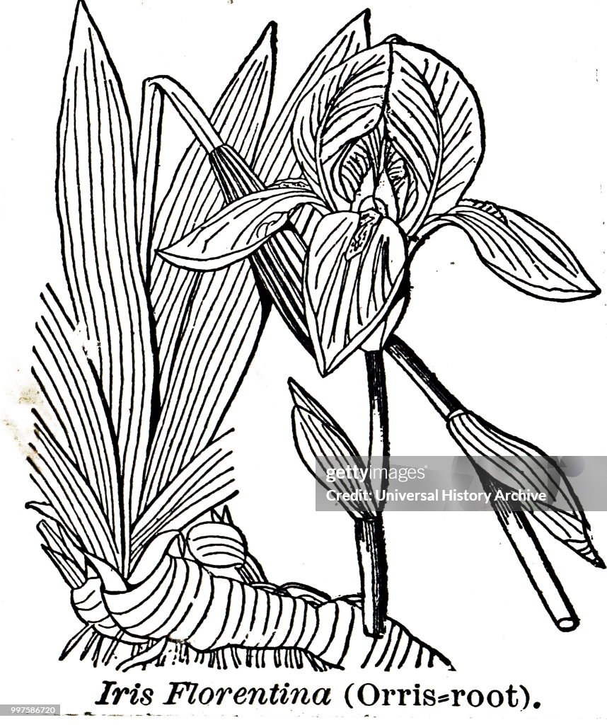 Iris Florentina.