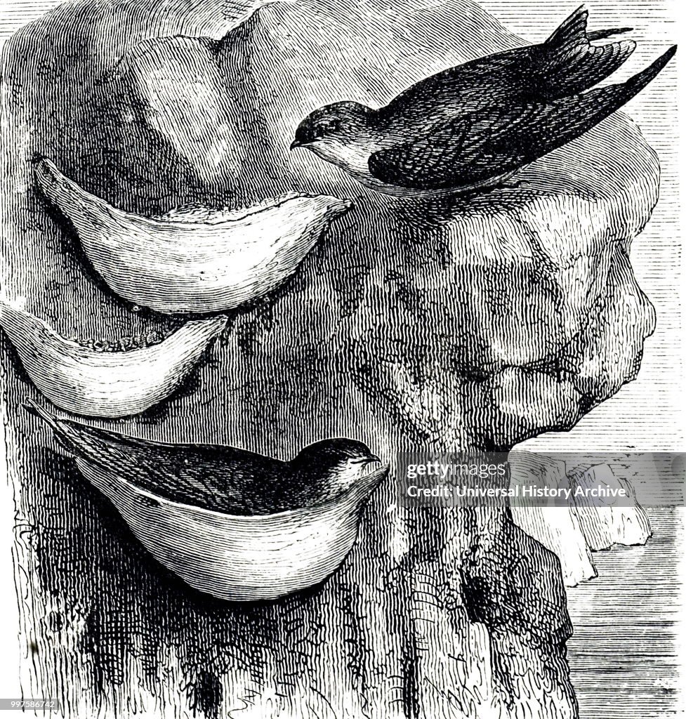 Swiftlets and their nests.