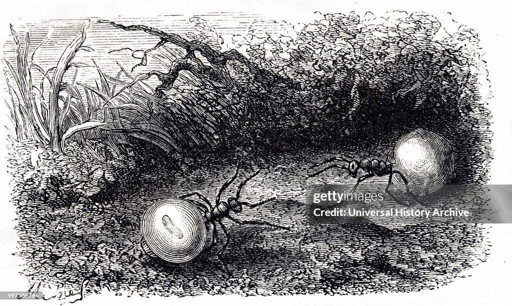 Honey-ants of Mexico.