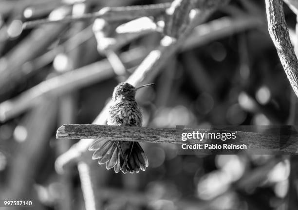 hummingbird. - aubergine blanche photos et images de collection