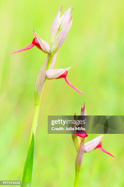 orquideas - orchids - orquideas stock pictures, royalty-free photos & images