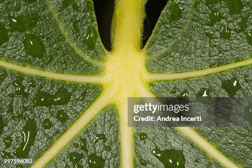 Fig tree leaf Fig tree leaf