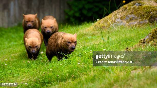 bush dogs! - bush dog stock pictures, royalty-free photos & images