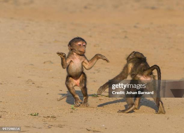 dancing baby baboon - chacma baboon 個照片及圖片檔