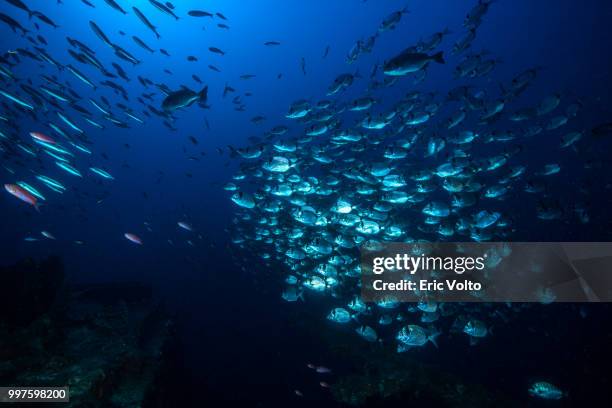 fish wall - seabed stock pictures, royalty-free photos & images