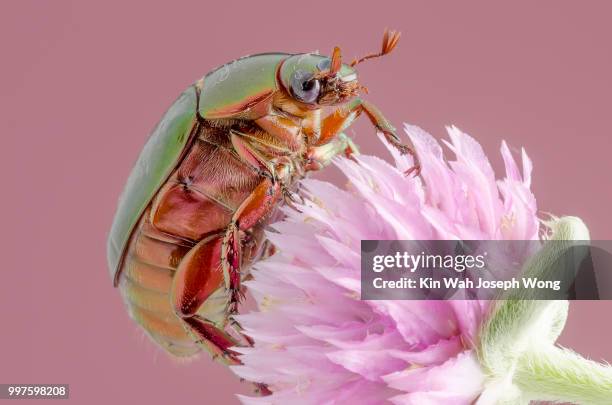 you caught me! - pink beetle photos et images de collection