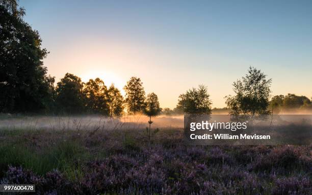 heathland mist - william mevissen stock pictures, royalty-free photos & images
