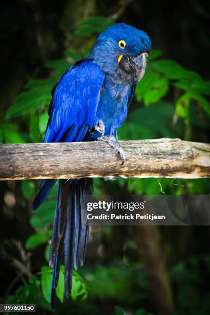hyacinth macaw - arara azul grande imagens e fotografias de stock