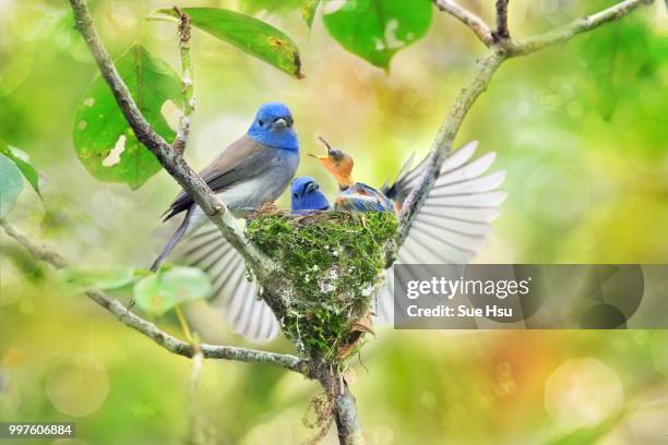 Home Sweet Home - Bluebirds Yellow Home Sweet Home - Bluebirds Yellow