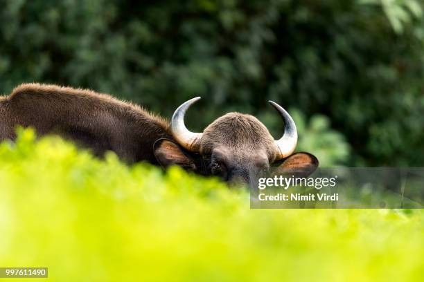 gaur tea portrait - gaur stock pictures, royalty-free photos & images