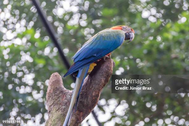 colorful of blue and gold macaw aviary - aviary stock pictures, royalty-free photos & images