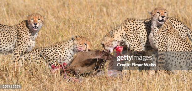 teamwork - afrikaans jachtluipaard stockfoto's en -beelden