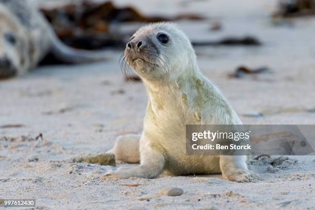 kegelrobbe - helgoland stock-fotos und bilder