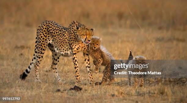 spotted affection - afrikaans jachtluipaard stockfoto's en -beelden