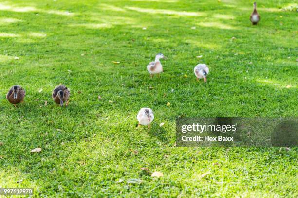 amazing duck family waddling on a meadow in summer - waddling stock pictures, royalty-free photos & images