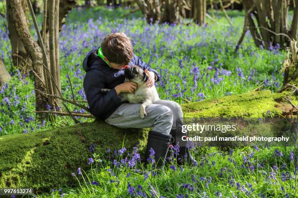 boy and pug in bluebell wood - paul mansfield photography stock-fotos und bilder