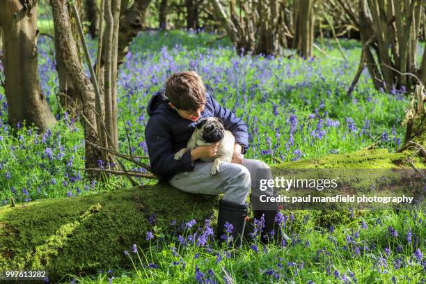 boy and pug in bluebell wood - paul mansfield photography stock-fotos und bilder