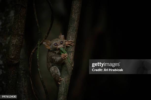 Spectral Tarsier, Stock-Foto
