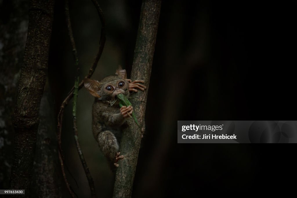 Spectral tarsier