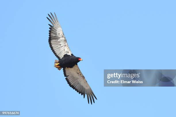 bateleur eagle - turkey vulture stock pictures, royalty-free photos & images