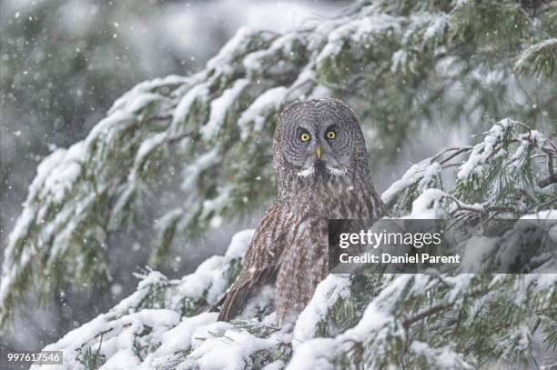 hiding in the evergreen - evergreen - fotografias e filmes do acervo