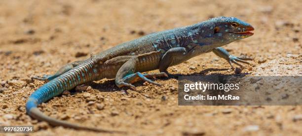 bonaire whiptail lizard - paesi bassi caraibici foto e immagini stock