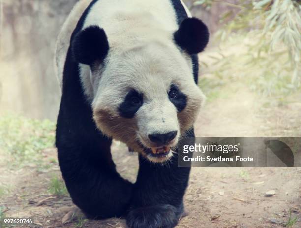 giant panda bear - queen sofia attends official act for the conservation of giant panda bears stockfoto's en -beelden
