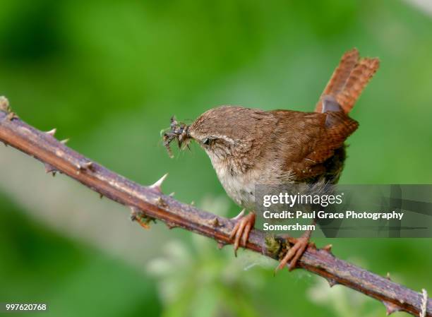 wren (troglodytidae) with insects in beak - paul thorn stock pictures, royalty-free photos & images