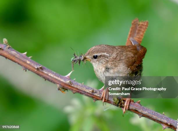 wren (troglodytidae) with insects in beak - paul thorn foto e immagini stock